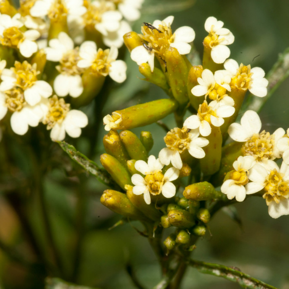 Huacatay Flower seeds for Planting - Compact Growth, Heirloom & GMO Free Seeds for Home Garden