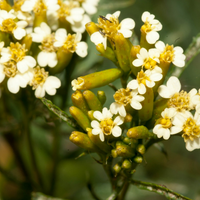 Huacatay Flower seeds for Planting - Compact Growth, Heirloom & GMO Free Seeds for Home Garden