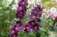 Tall Althaea Rosea Plants Growing Along Garden Fence