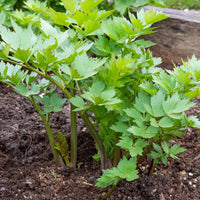 Tall leafy Lovage perennial plant grown from seeds