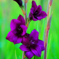 Tall Dark Purple Gladiolus Flowers in Bloom