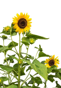 Sunzilla SunFlower seeds for Planting Garden Favorite Heirloom & GMO Free Seeds for Home Garden