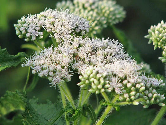 Heirloom Eupatorium Flower seeds for Planting Wildflower Mix Heirloom & GMO Free Seeds for Home Garden