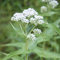 Tall White Boneset plants grown from seeds thriving in moist soil