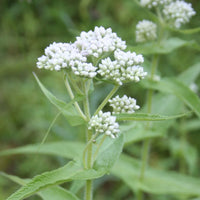 White Eupatorium Perfoliatum Planting Seeds
