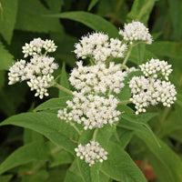 White summer blooms from Tall White Boneset seeds attracting pollinators