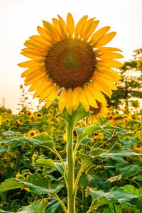 Sunzilla SunFlower seeds for Planting Garden Favorite Heirloom & GMO Free Seeds for Home Garden