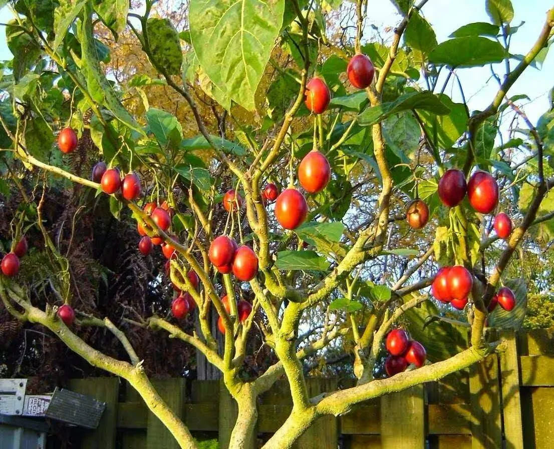 Tamarillo Seeds - Perfect for Planting