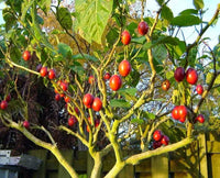Tamarillo Seeds - Perfect for Planting