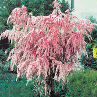 Easy to grow Tamarix shrub seeds
