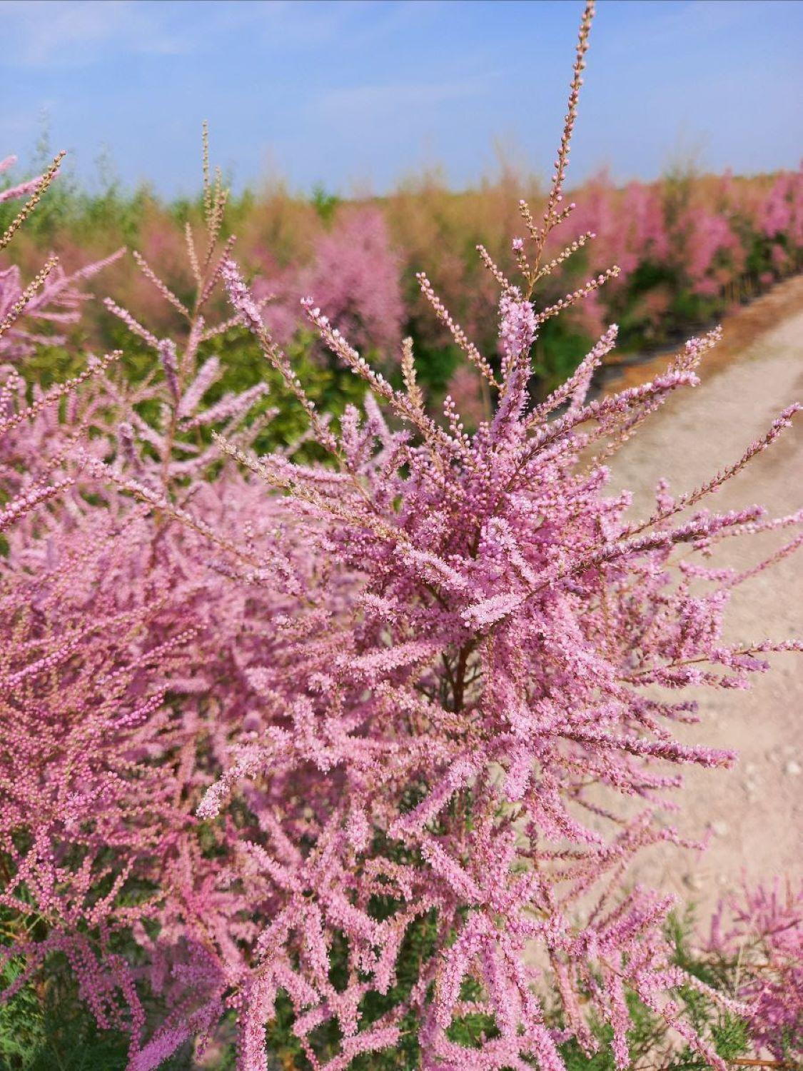 Tamarix Flower seeds for Planting - Garden Favorite, Heirloom & GMO Free Seeds for Home Garden
