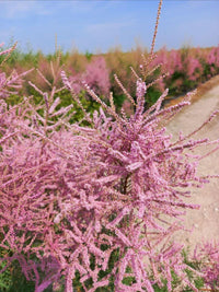 Tamarix Flower seeds for Planting - Garden Favorite, Heirloom & GMO Free Seeds for Home Garden
