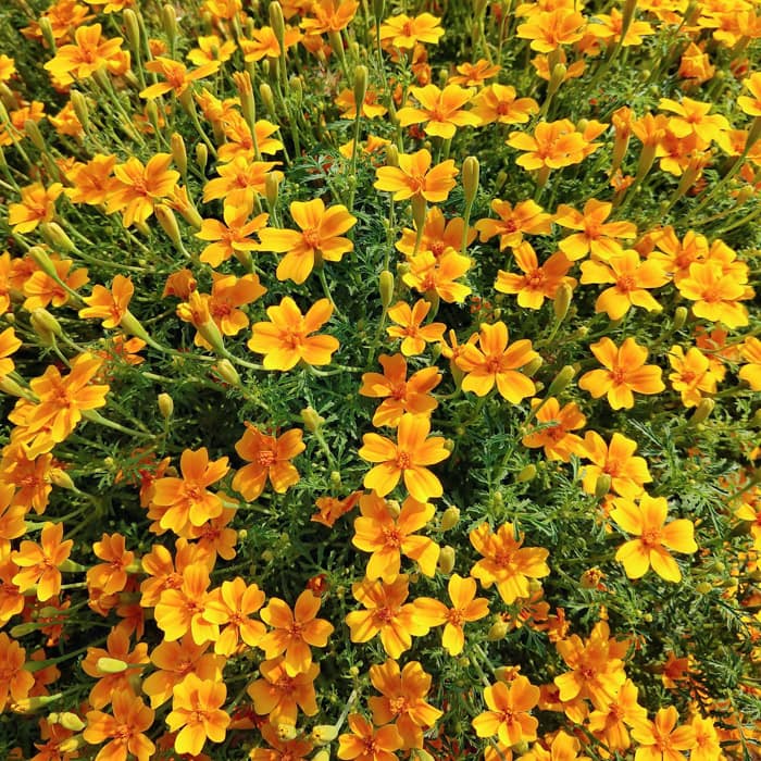Yellow Marigold Tangerine Flower seeds for Planting - Bright Blooms, Heirloom & GMO Free Seeds for Home Garden
