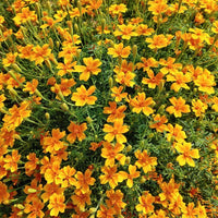 Yellow Marigold Tangerine Flower seeds for Planting - Bright Blooms, Heirloom & GMO Free Seeds for Home Garden