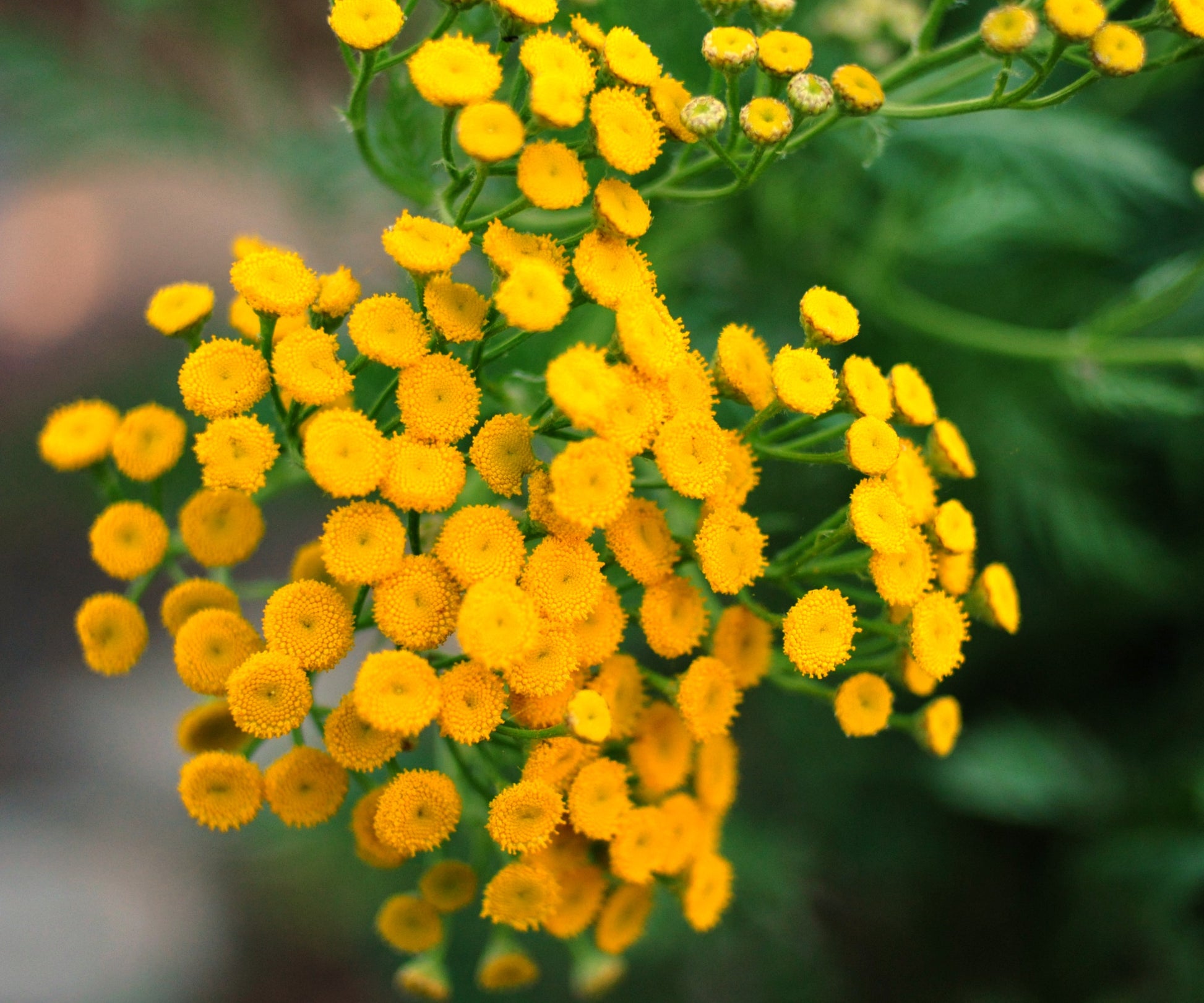 Yellow Button Flower seeds for Planting Low Maintenance Heirloom & GMO Free Seeds for Home Garden 
 
 Sale