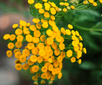 Yellow Button Flower seeds for Planting Low Maintenance Heirloom & GMO Free Seeds for Home Garden 
 
 Sale