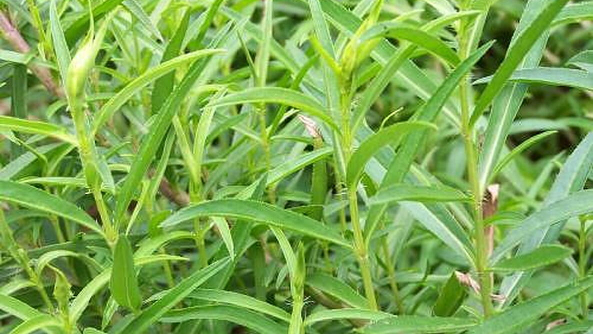 Tarragon Flower seeds for Planting - Cottage Garden Essential, Heirloom & GMO Free Seeds for Home Garden