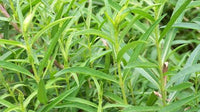 Tarragon Flower seeds for Planting - Cottage Garden Essential, Heirloom & GMO Free Seeds for Home Garden