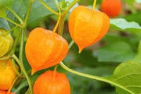 Tart Ground Cherry Seeds for Planting, Step-by-Step Guide for Growing Sweet & Tangy Berries