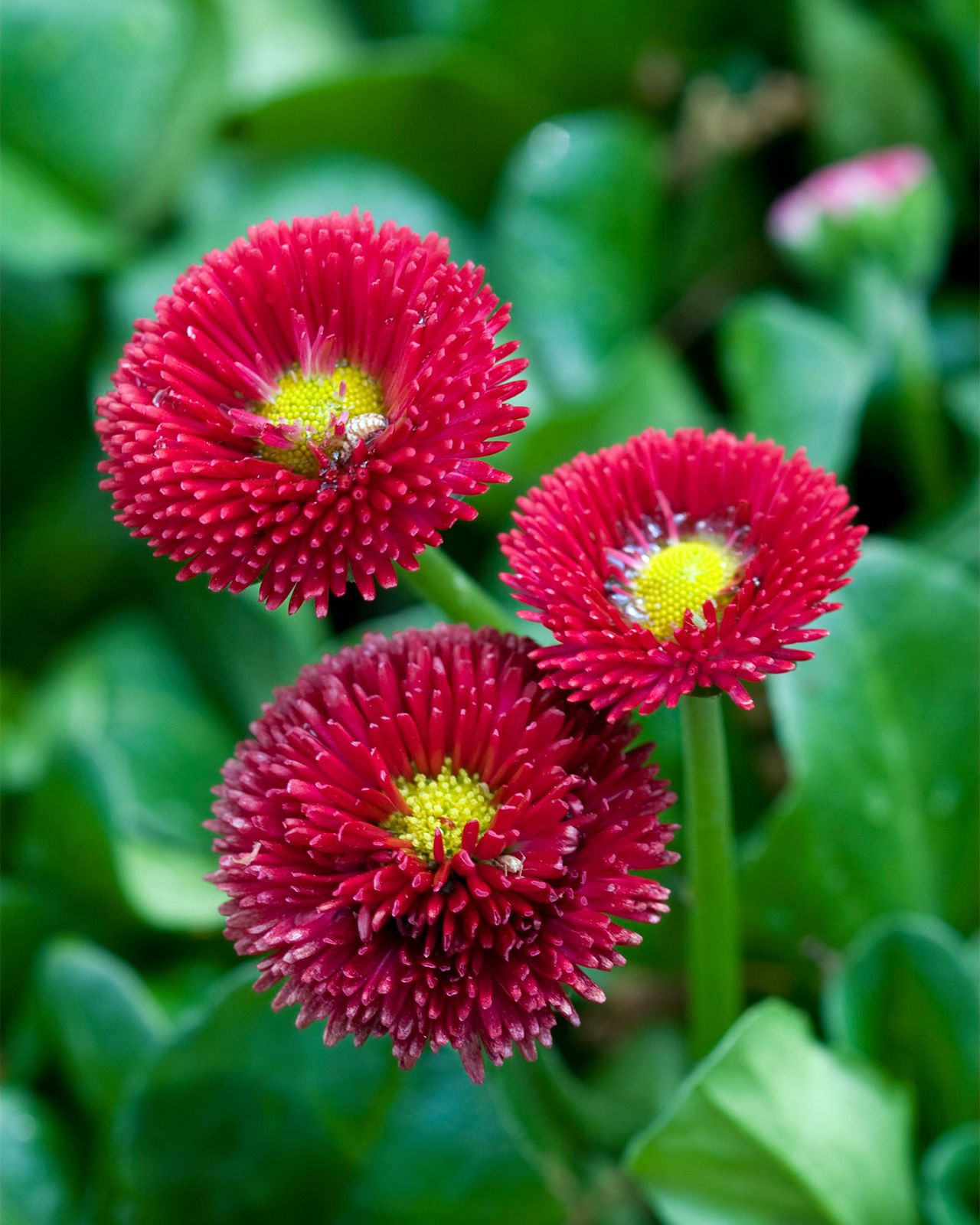 Red Daisy Bellis perennis Seeds for Planting flower bed pollinator garden