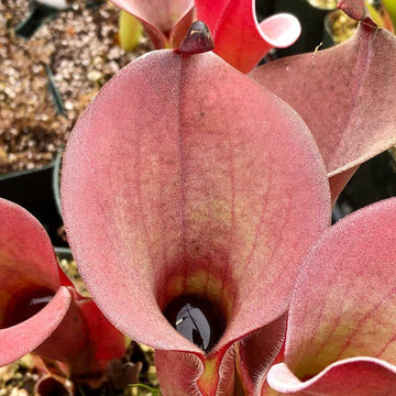 Red Heliamphora Pulchella Flower seeds for Planting - Hardy Variety, Heirloom & GMO Free Seeds for Home Garden