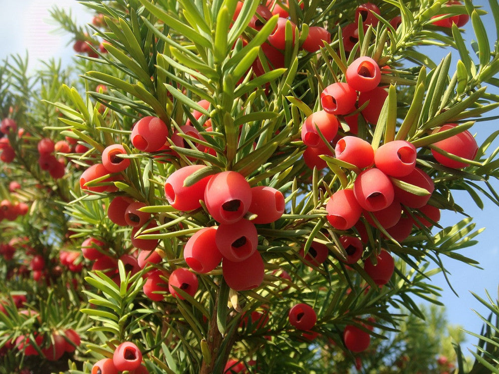 Taxus Baccata Planting Seeds for Thriving Yew Growth in Your Garden  Seed for Lush Foliage and Timeless Elegance