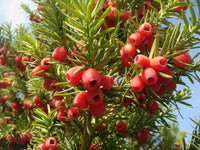 Taxus Baccata Planting Seeds for Thriving Yew Growth in Your Garden  Seed for Lush Foliage and Timeless Elegance
