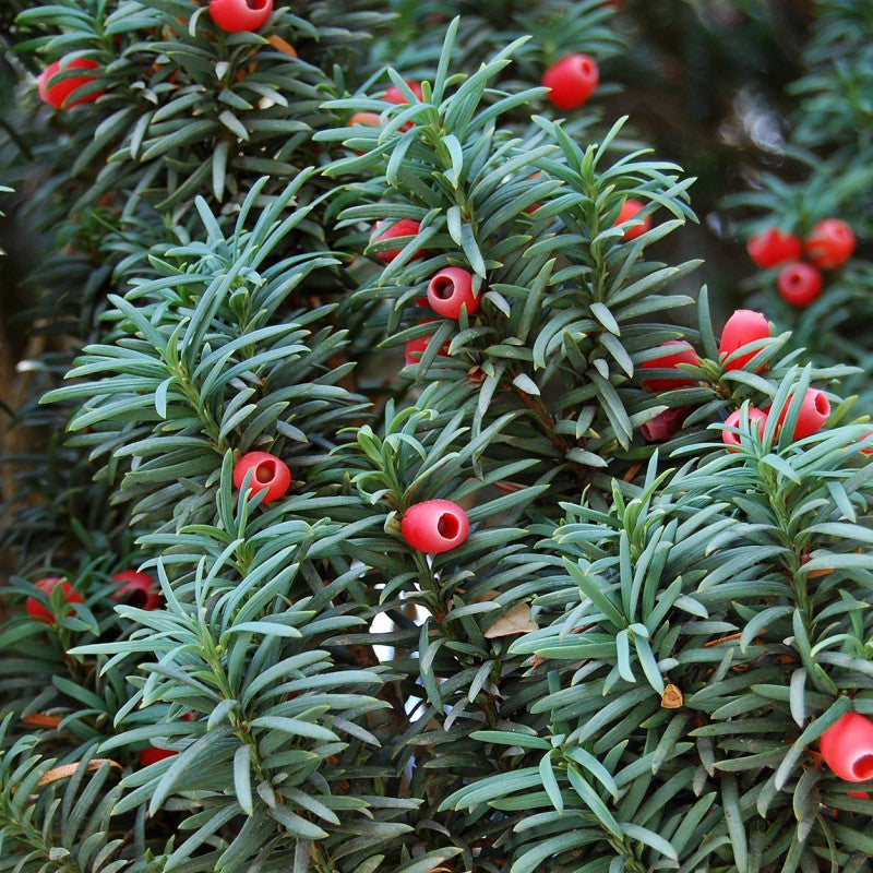 Taxus Baccata Planting Seeds for Thriving Yew Growth in Your Garden  Seed for Lush Foliage and Timeless Elegance