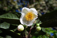 White Camellia Sinensis Flower seeds for Planting - Long Bloom Season, Heirloom & GMO Free Seeds for Home Garden