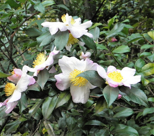 Tea plant seeds for planting at home