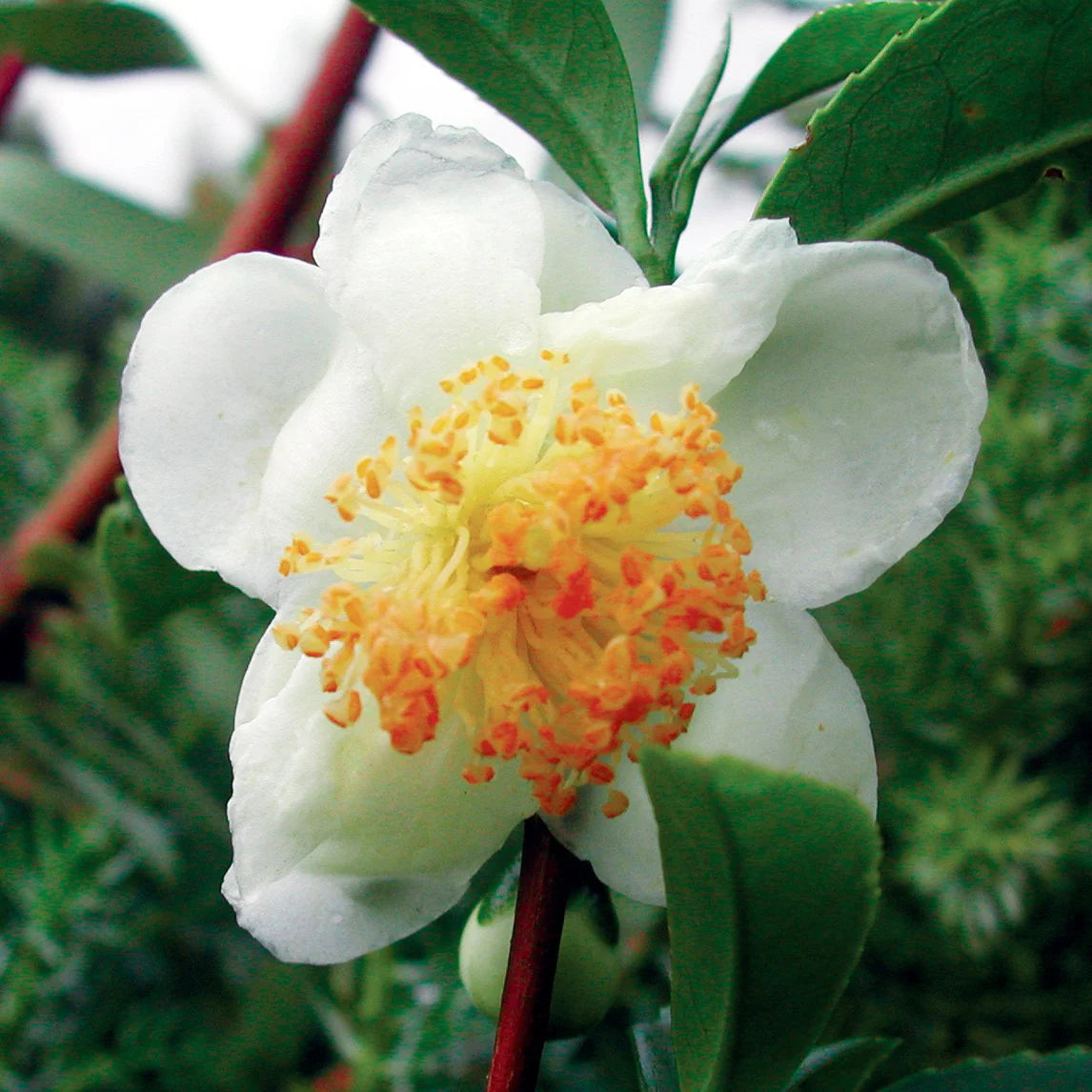 White Camellia Sinensis Flower seeds for Planting - Long Bloom Season, Heirloom & GMO Free Seeds for Home Garden