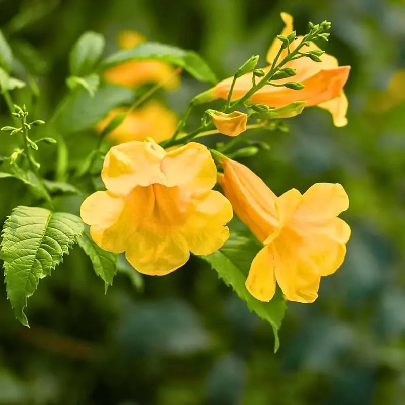 Tecoma flower seeds for vibrant garden planting