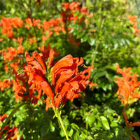 Red Cape Honeysuckle Flower seeds for Planting - Cut Flower Favorite, Heirloom & GMO Free Seeds for Home Garden
