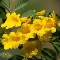 Yellow Jacaranda Flower seeds for Planting Cut Flower Favorite Heirloom & GMO Free Seeds for Home Garden