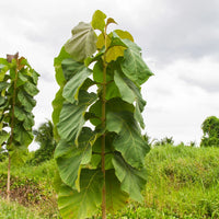 Tectona Grandis Tree Seeds for planting