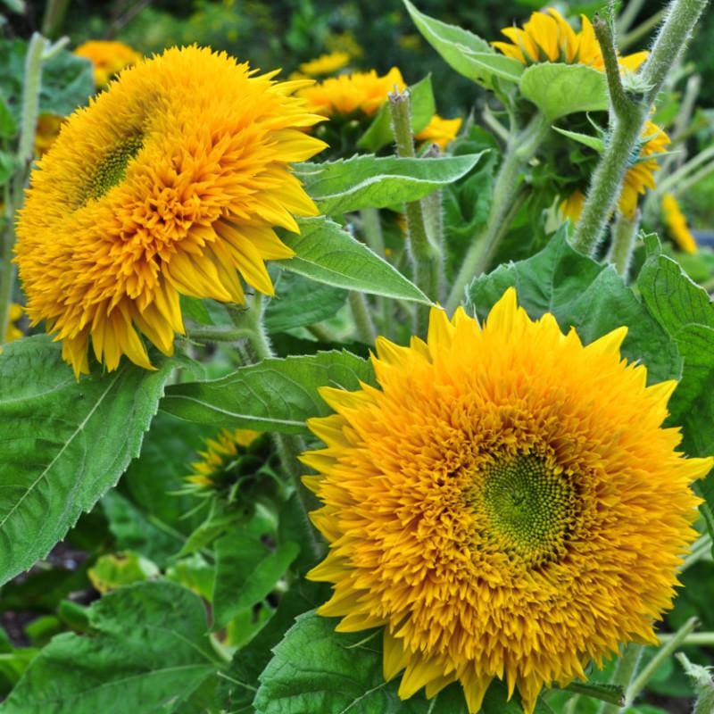 Yellow Honey Bear Flower seeds for Planting Easy to Grow Heirloom & GMO Free Seeds for Home Garden
 
 Sale