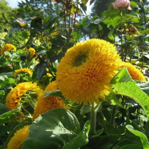Teddy Sunflower Flower seeds for Planting Sun Loving Heirloom & GMO Free Seeds for Home Garden