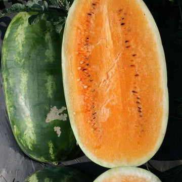 Whole and cut Tendersweet Orange Watermelon fruit