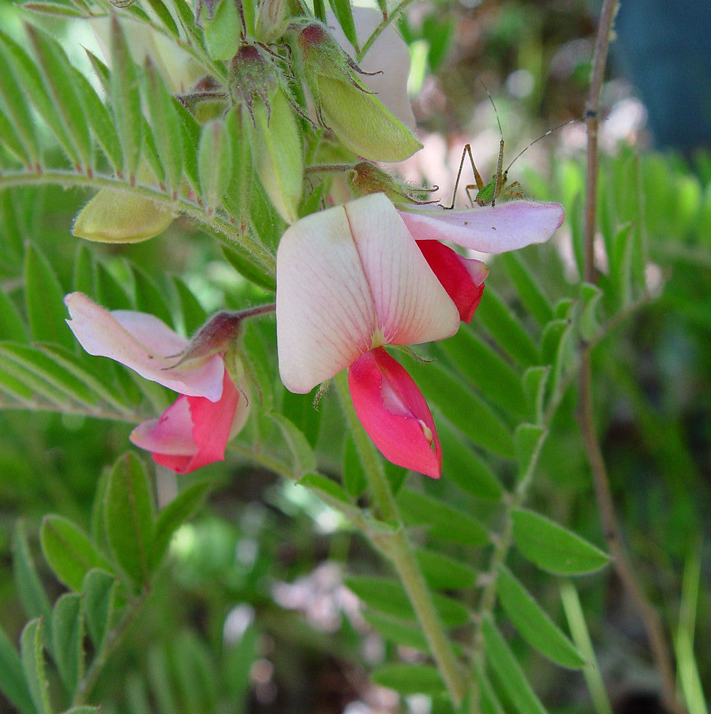 Goat's Rue Flower seeds for Planting Seasonal Bloomer Heirloom & GMO Free Seeds for Home Garden