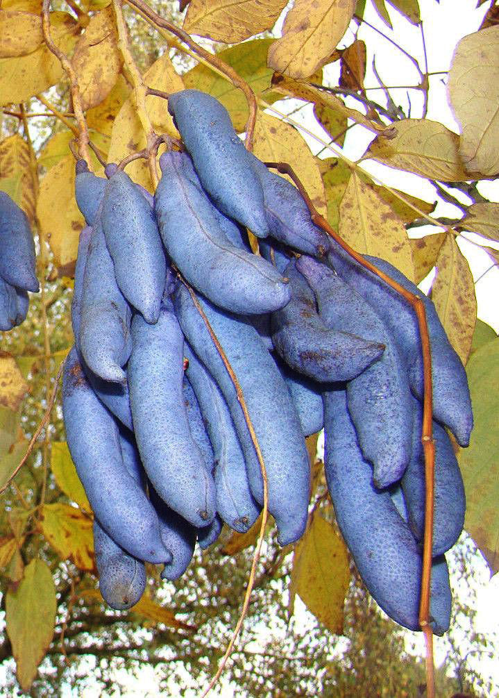 Blue Sausage Fruit Seeds for Planting  Premium Quality