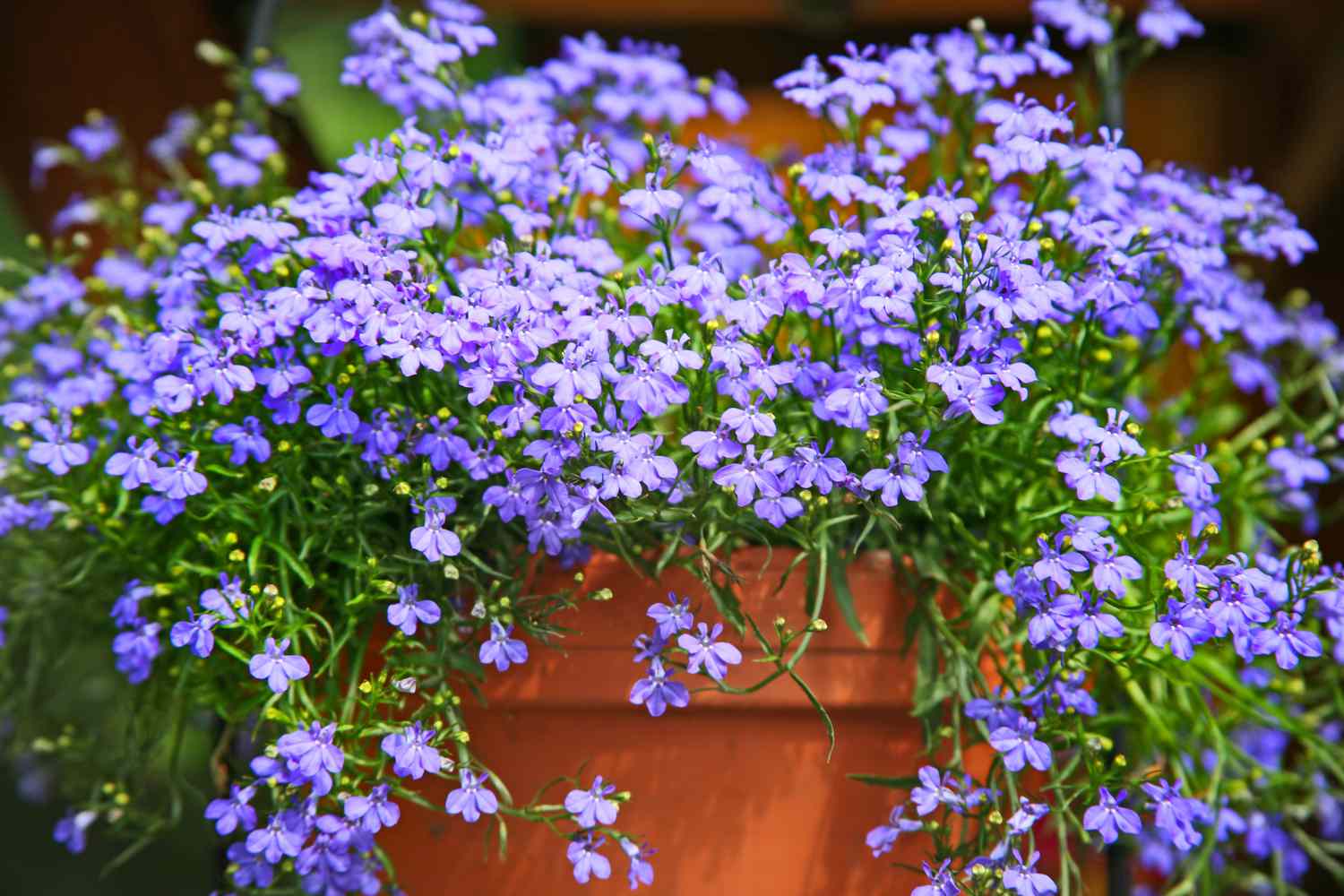 Purple Cascading Flower seeds for Planting Bright Blooms Heirloom & GMO Free Seeds for Home Garden 
 
 Sale