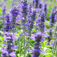 Violet Salvia Meadow Sage Flower seeds for Planting - Cottage Garden Essential, Heirloom & GMO Free Seeds for Home Garden