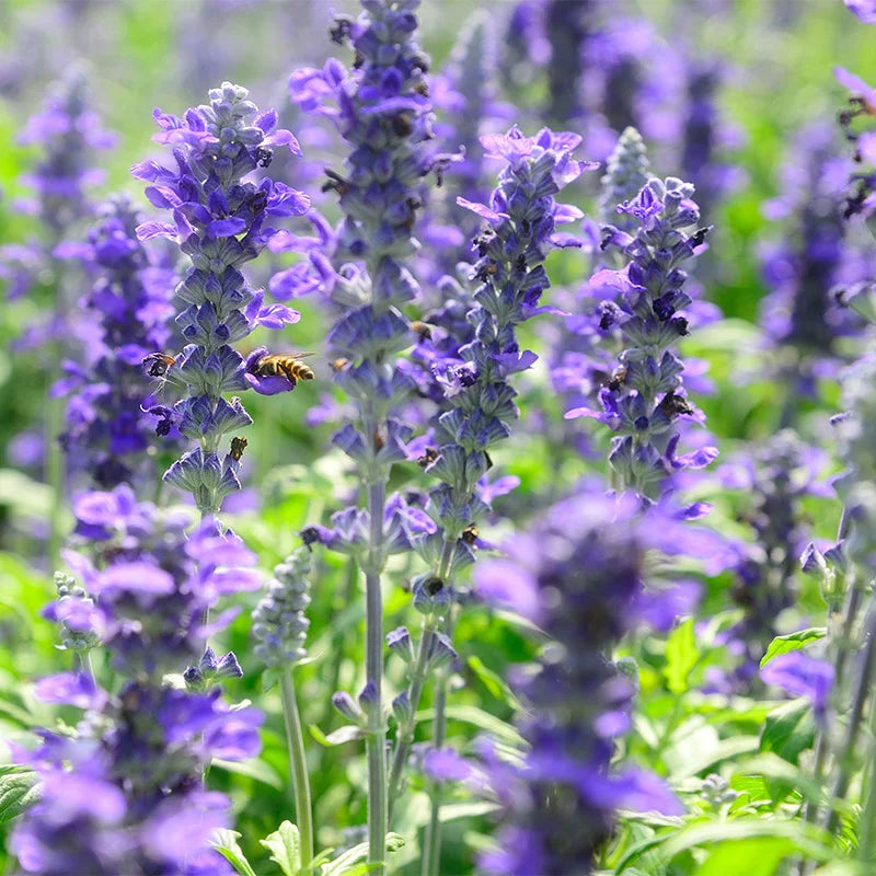 Violet Salvia Meadow Sage Flower seeds for Planting - Cottage Garden Essential, Heirloom & GMO Free Seeds for Home Garden
 
 Sale seeds for home garden