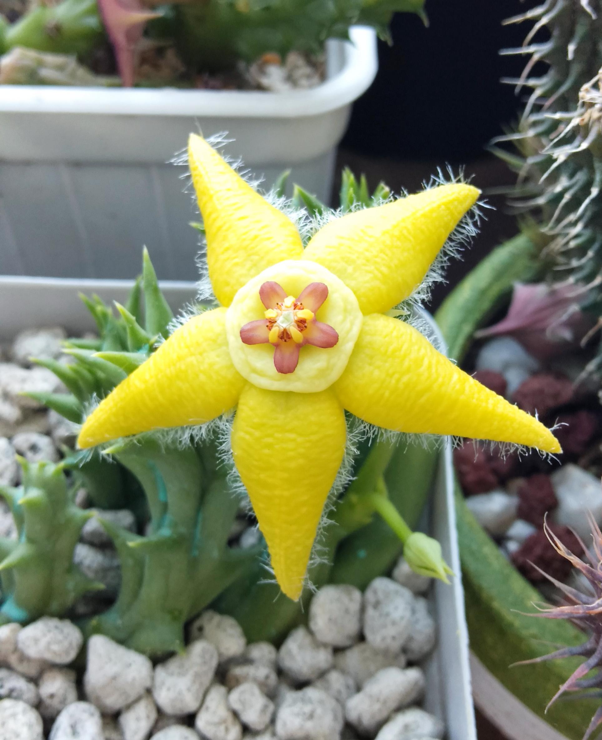 Orbea Lutea Succulent Flower seeds for Planting Low Maintenance Heirloom & GMO Free Seeds for Home Garden