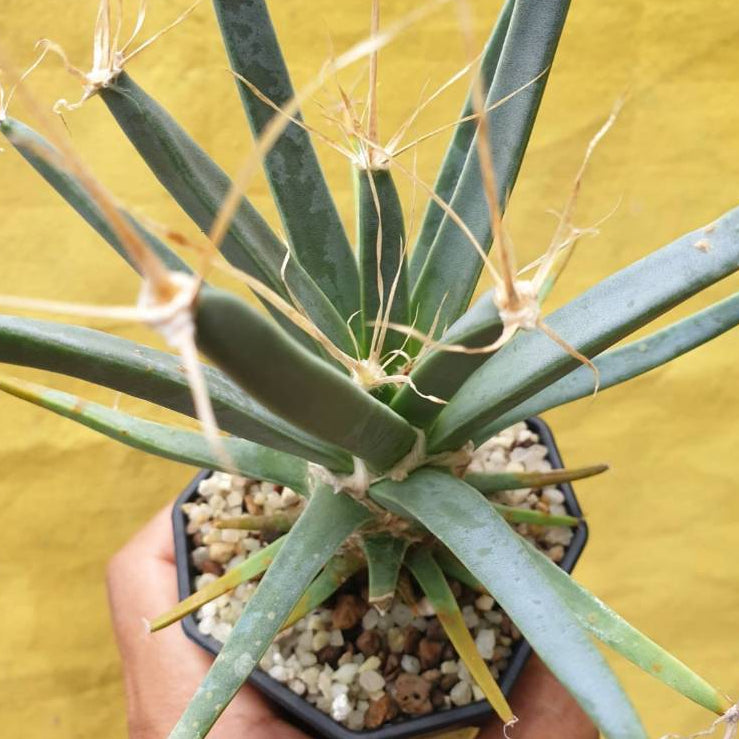 Green Leuchtenbergia Flower seeds for Planting - Long Bloom Season, Heirloom & GMO Free Seeds for Home Garden