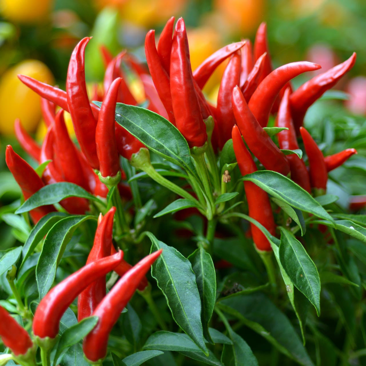 Thai Hot Pepper seeds non GMO for planting