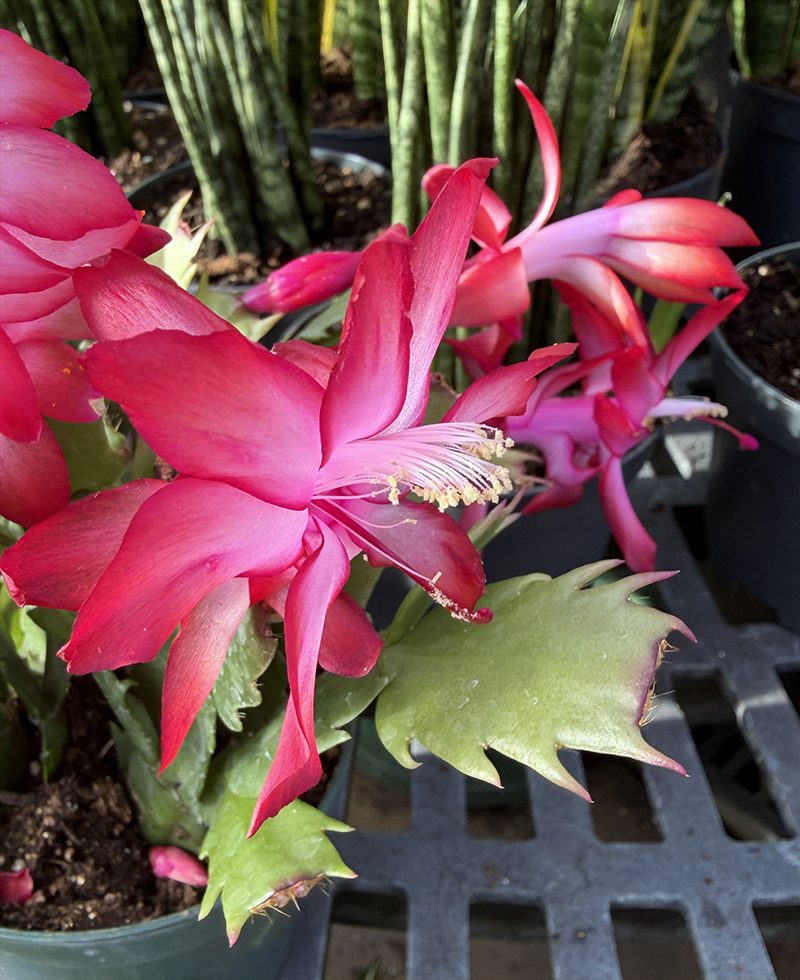 Schlumbergera Flower seeds for Planting Pollinator Friendly Heirloom & GMO Free Seeds for Home Garden