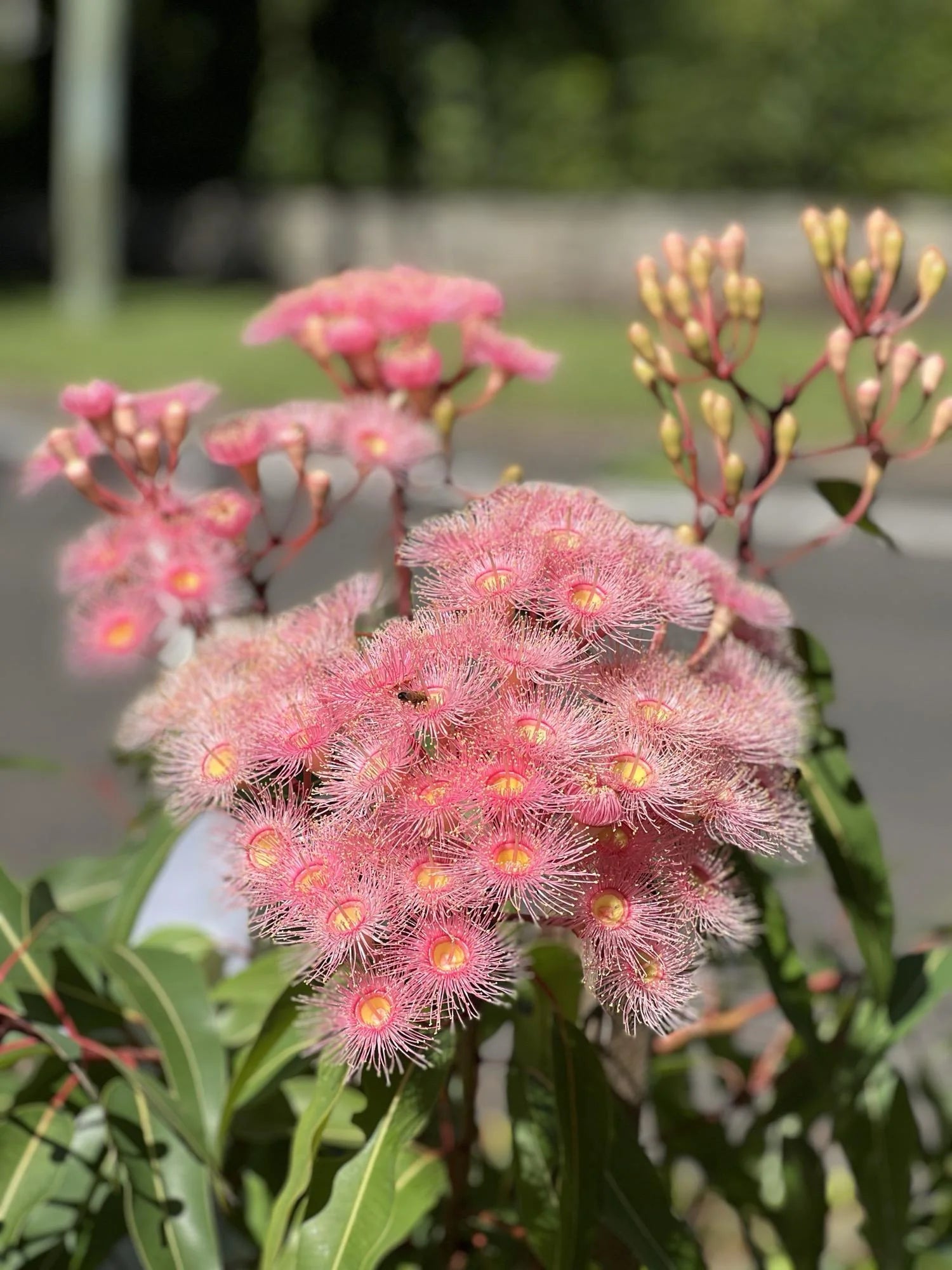 Pink Corymbia Ficifolia Flower seeds for Planting - Cut Flower Favorite, Heirloom & GMO Free Seeds for Home Garden