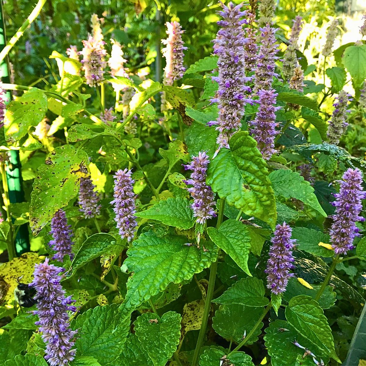 Hyssop Flower seeds for Planting Long Bloom Season Heirloom & GMO Free Seeds for Home Garden