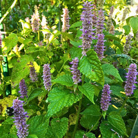 Hyssop Flower seeds for Planting Long Bloom Season Heirloom & GMO Free Seeds for Home Garden